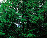 symbol_tree.png